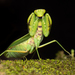 Giant Asian Mantis - Photo (c) Ryosuke Kuwahara, some rights reserved (CC BY-NC)