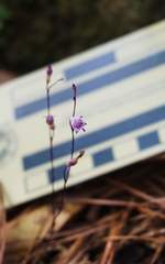 Apteria aphylla