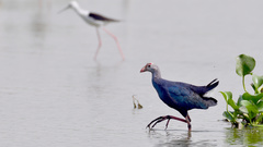 Porphyrio poliocephalus