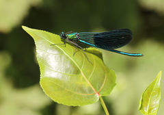 Calopteryx xanthostoma