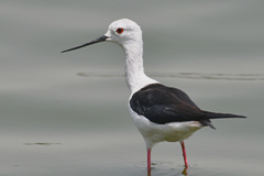 Himantopus himantopus