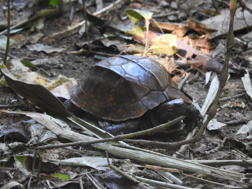 Keeled Box Turtle, Cuora mouhotii