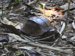 Cuora mouhotii