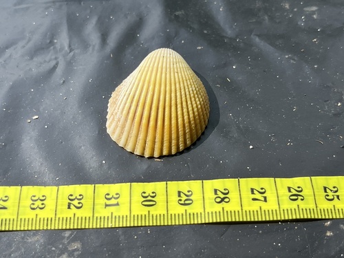 Vasticardium subrugosum