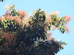 Heliocarpus