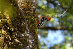 Dendrocopos hyperythrus