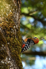 Dendrocopos hyperythrus