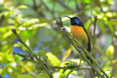 Aethopyga nipalensis