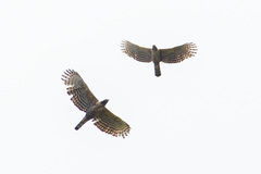 Nisaetus nipalensis