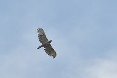 Nisaetus nipalensis