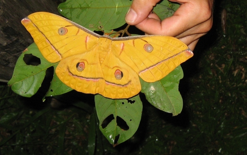 Antheraea helferi
