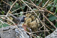 Calliope pectoralis