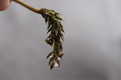 Triglochin scilloides