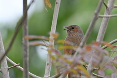 Trochalopteron lineatum