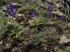 Lupinus flavoculatus