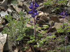 Lupinus flavoculatus