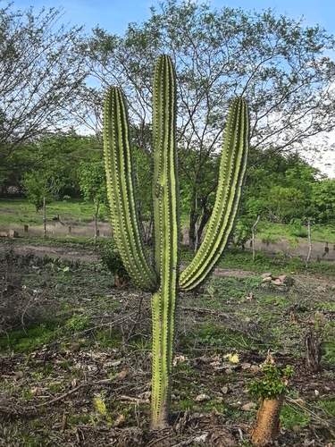 Stenocereus martinezii, photograph 2