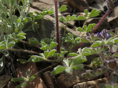 Lupinus flavoculatus