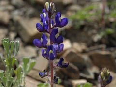 Lupinus flavoculatus