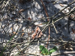 Dichromodes atrosignata