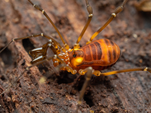 Superfamily Gonyleptoidea · iNaturalist