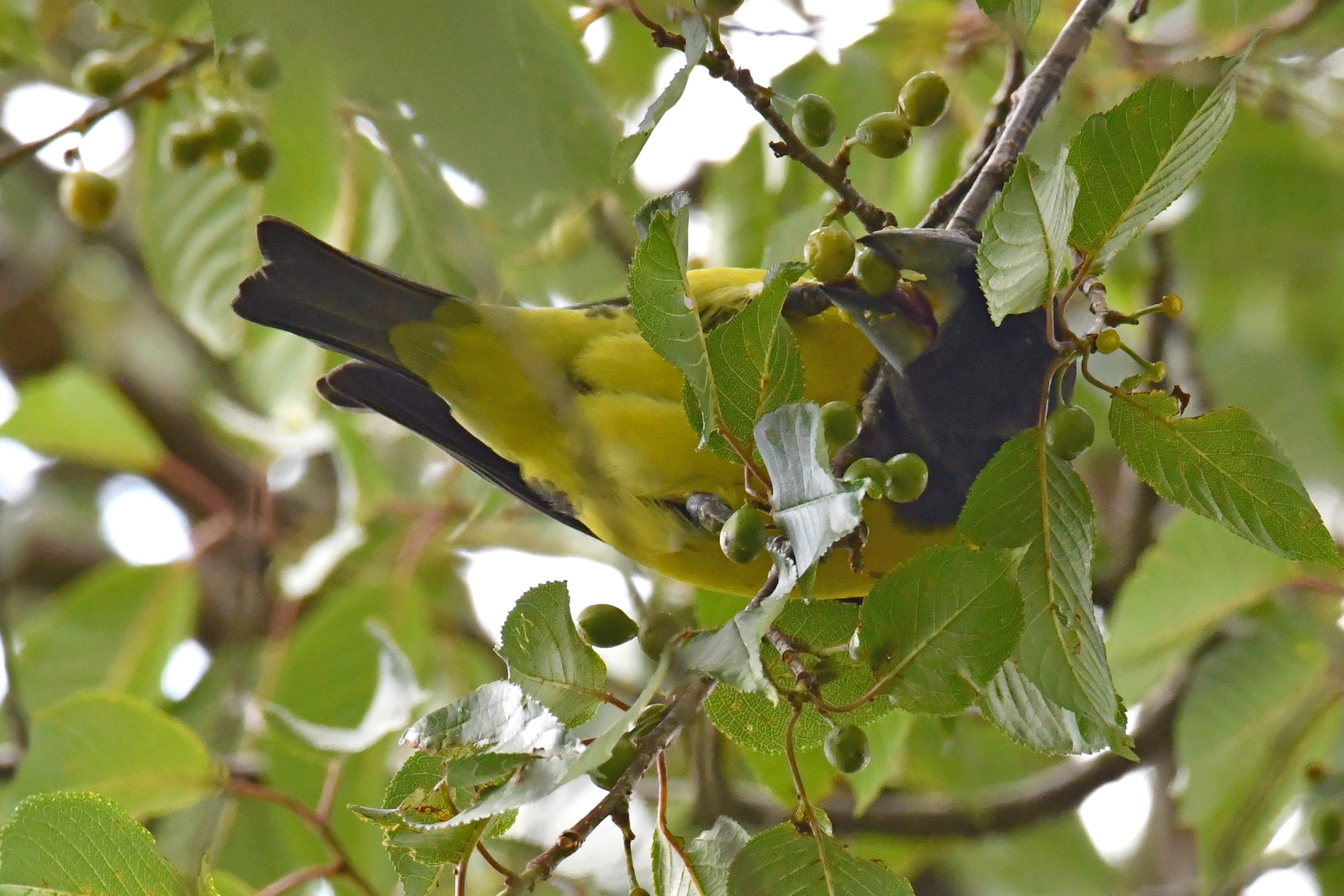 Spot-winged Grosbeak