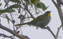 Nesoptilotis flavicollis