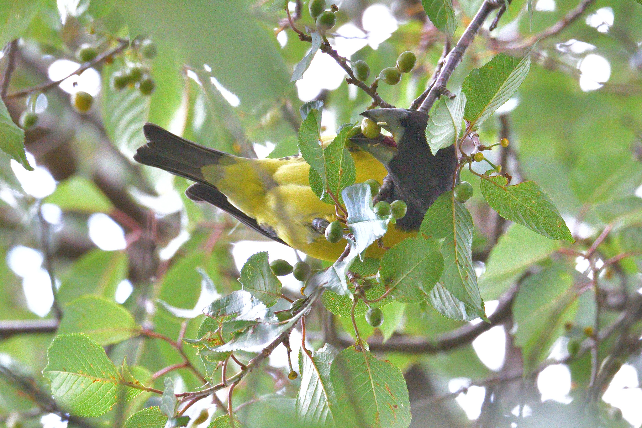 Spot-winged Grosbeak
