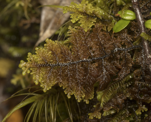 Gackstroemia magellanica