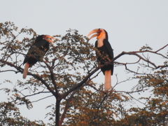 Rhyticeros undulatus
