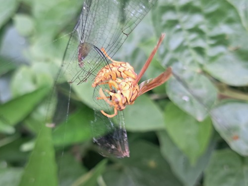 Yellow Oriental Paper Wasp