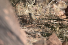 Cercotrichas leucophrys ovamboensis