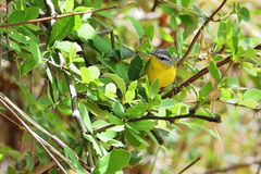 Phylloscopus xanthoschistos