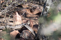 Cercotrichas leucophrys ovamboensis