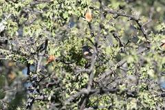 Cercotrichas leucophrys ovamboensis