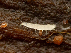 Pauropodidae