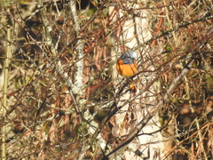 Phoenicurus frontalis