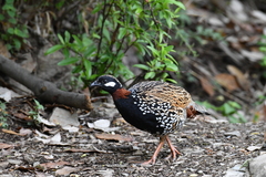 Francolinus francolinus