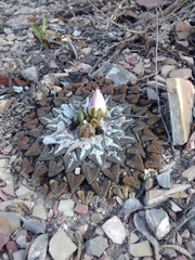 Ariocarpus kotschoubeyanus