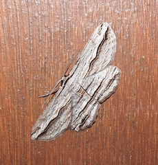 Euphronarcha luxaria