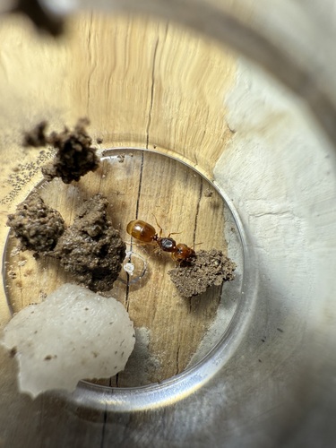 Pheidole pinealis