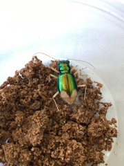 Pseudotetracha australis