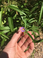 Solanum simile