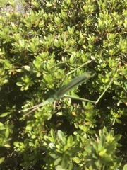 Acrida cinerea