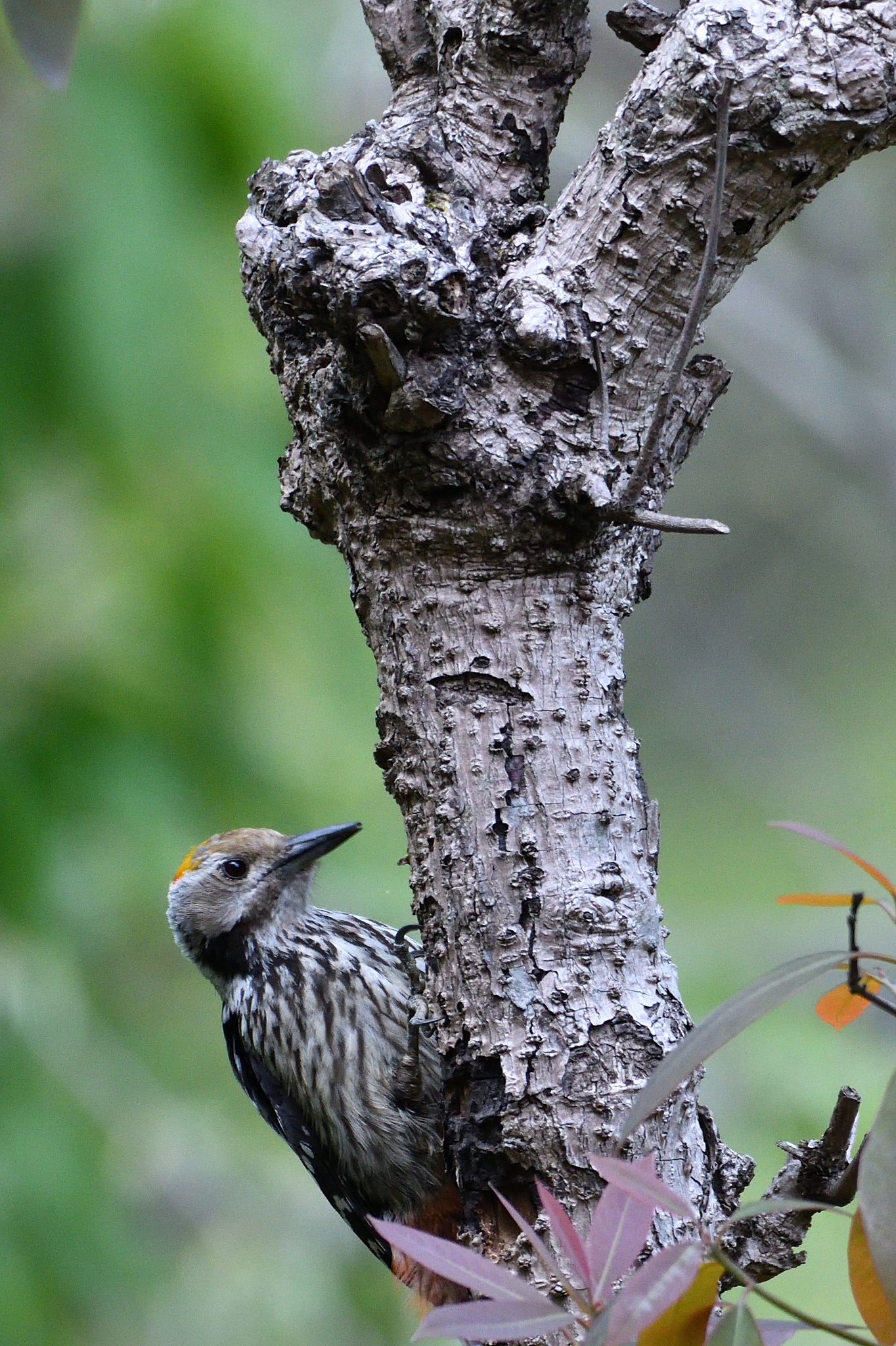 Brown-fronted Woodpecker