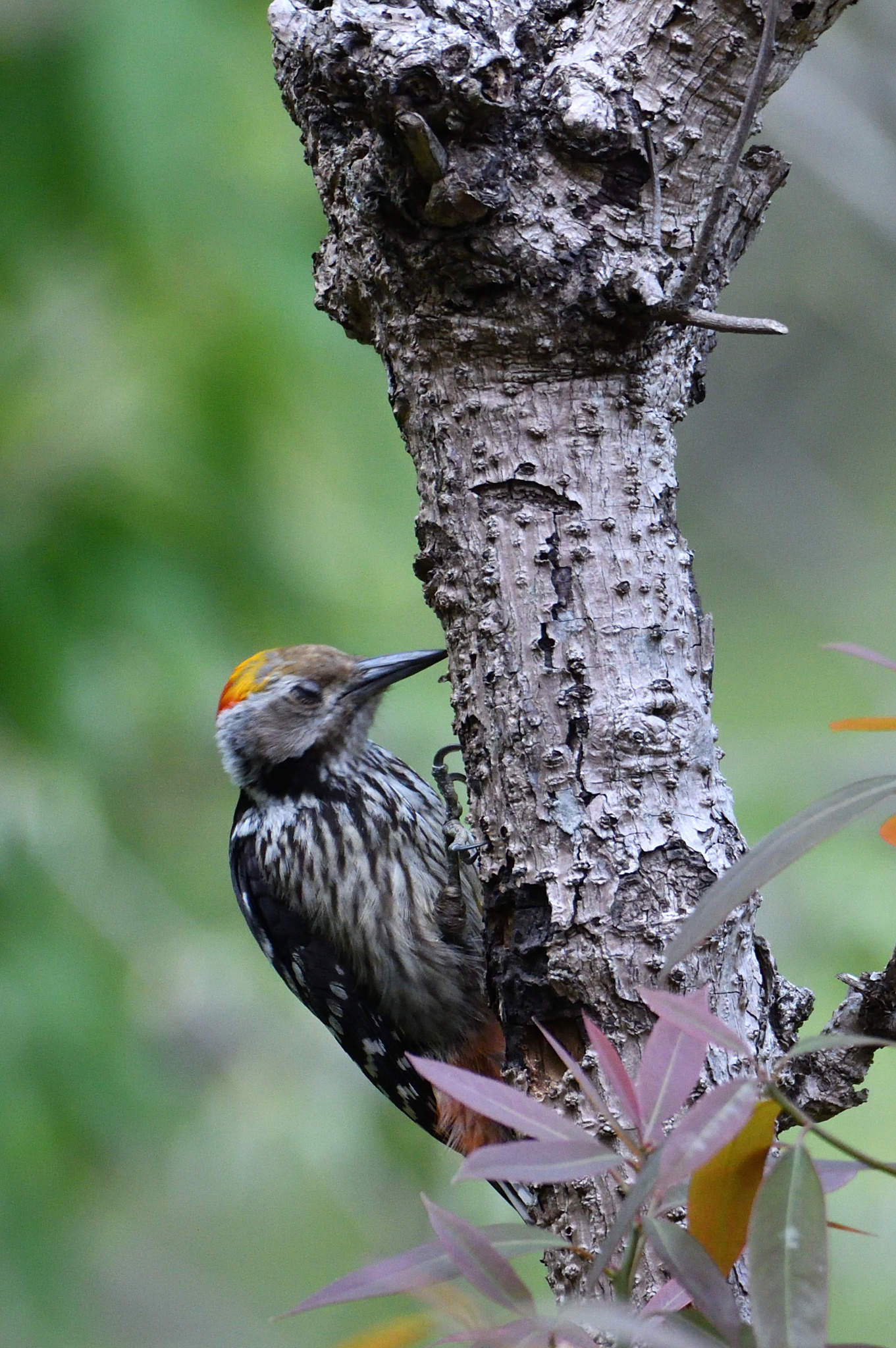 Brown-fronted Woodpecker