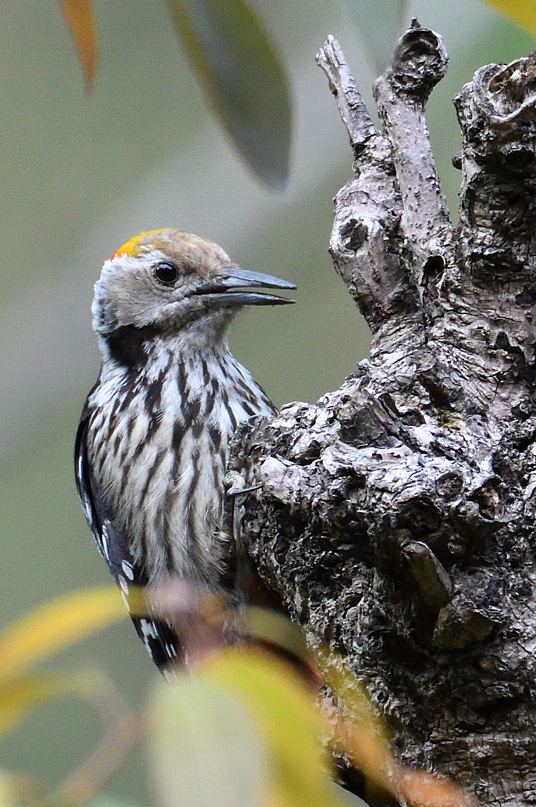 Brown-fronted Woodpecker