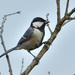 Cinereous Tit - Photo (c) saydelah, some rights reserved (CC BY), uploaded by saydelah