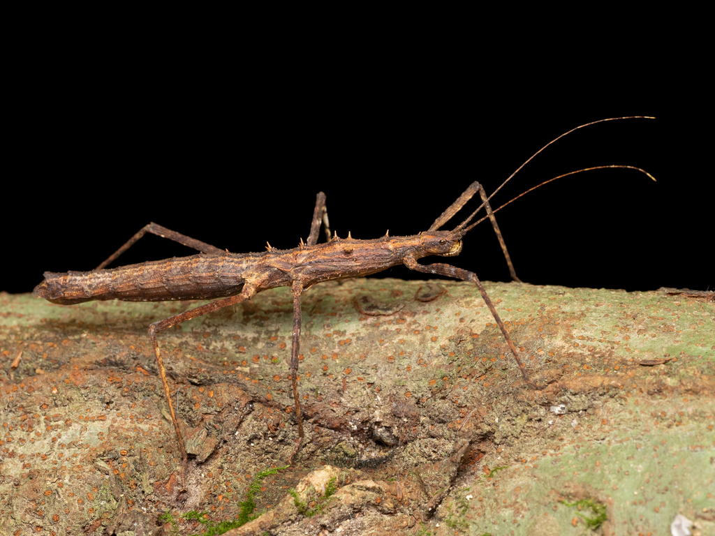 Neohirasea