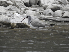 Ibidorhyncha struthersii